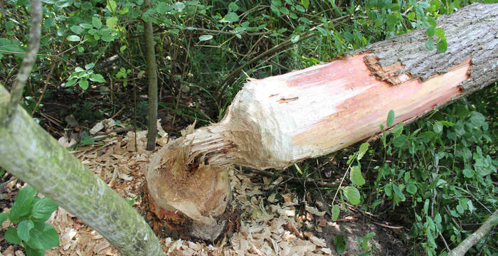 Biberspuren an Baumstamm © Pro Natura