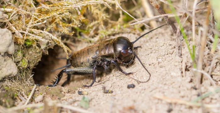 Käfer