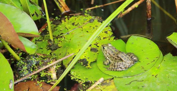 Frosch © Pro Natura