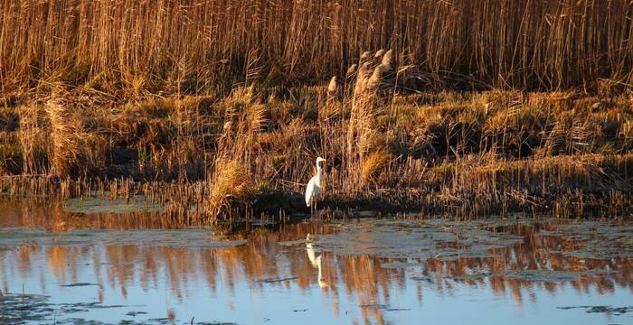 Grande aigrette