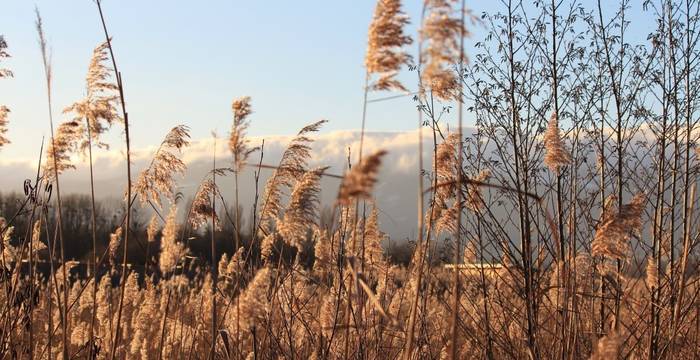 Erwachsenengruppe auf Exkursion im Ried © Pro Natura