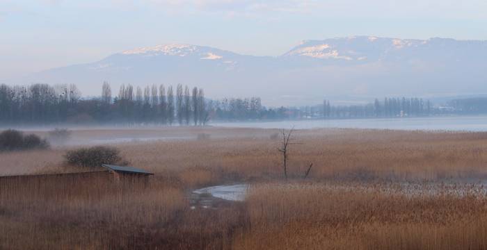 Pflanzen des Seeufer-Feuchtgebiet © Pro Natura