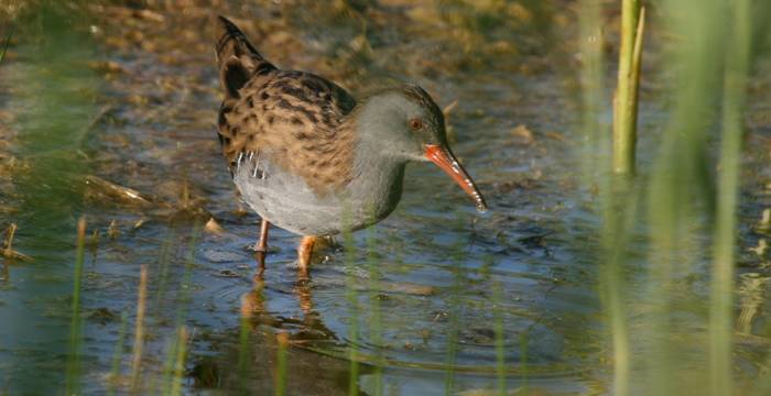 Wasserralle