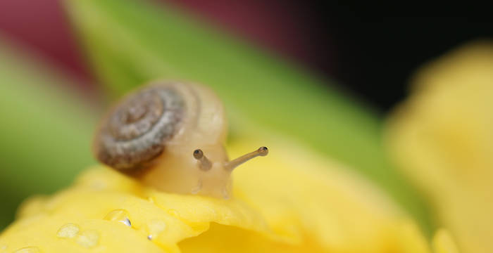 Escargot