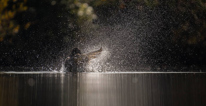 La danse du colvert