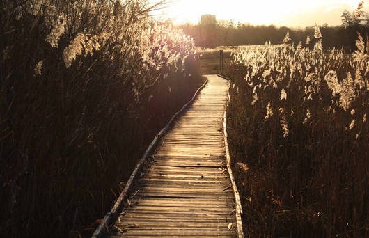 Chemin au marais © Pro Natura