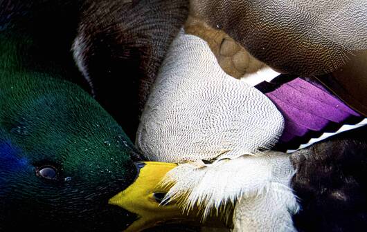 Patchwork naturel