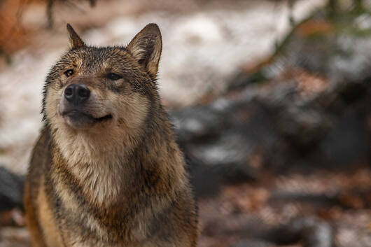 Loup