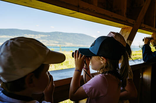 observation