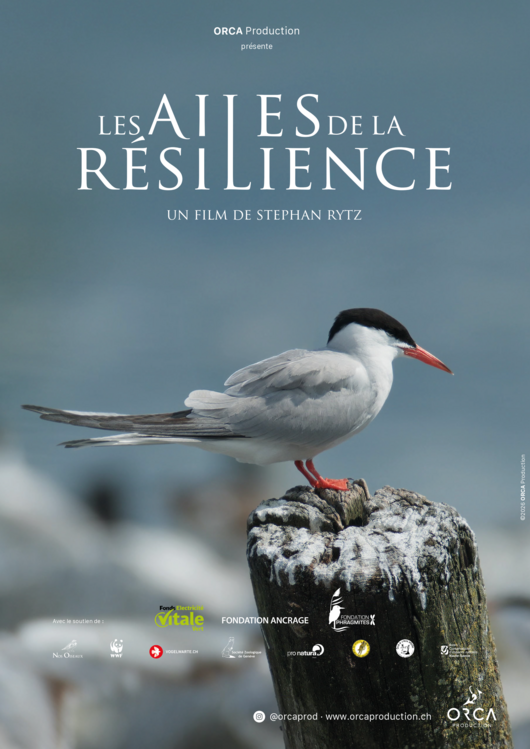 Les ailes de la résilience