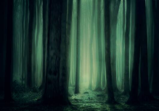 Forêt mystérieuse