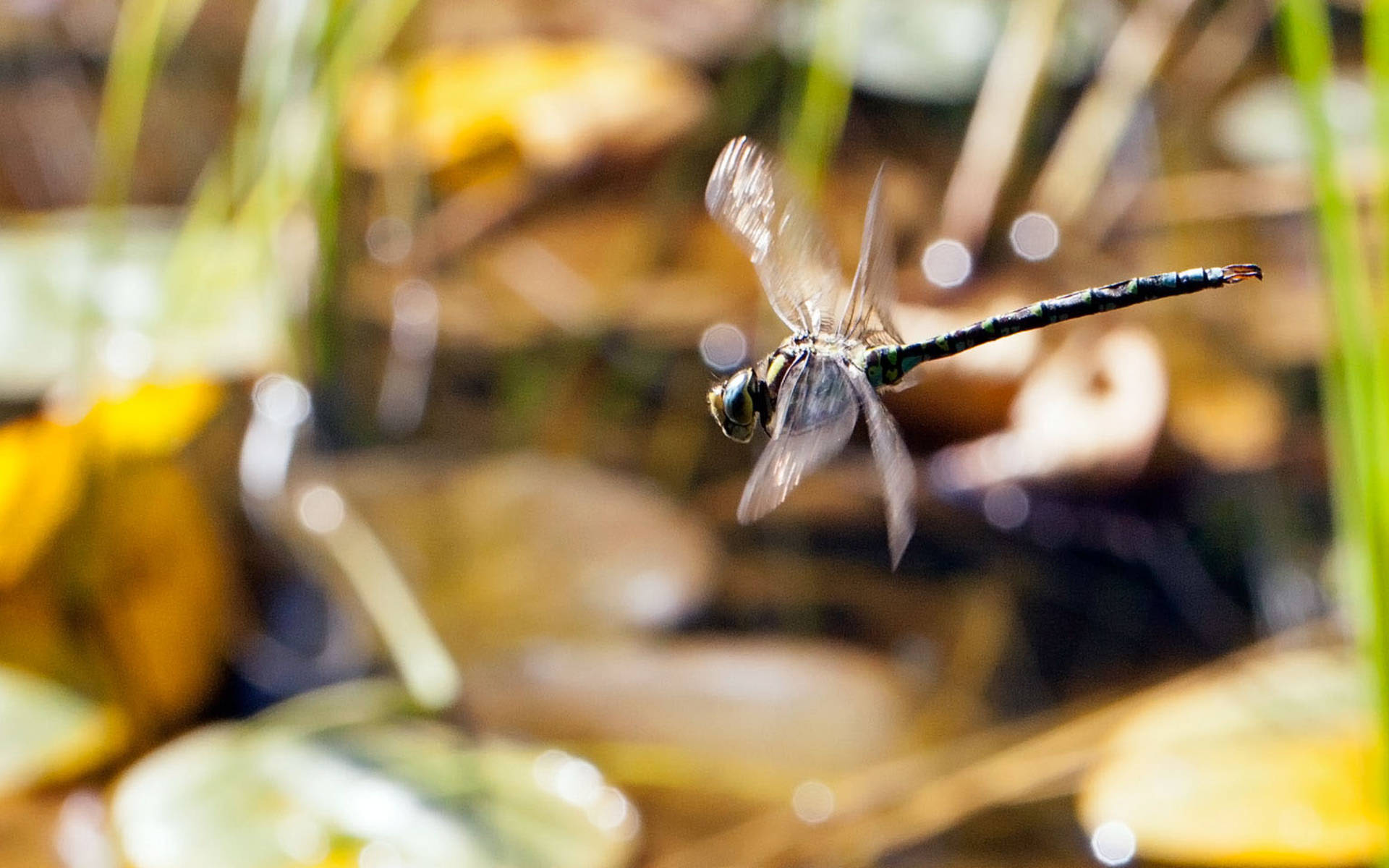 Libelle im Flug © Matthias Sorg