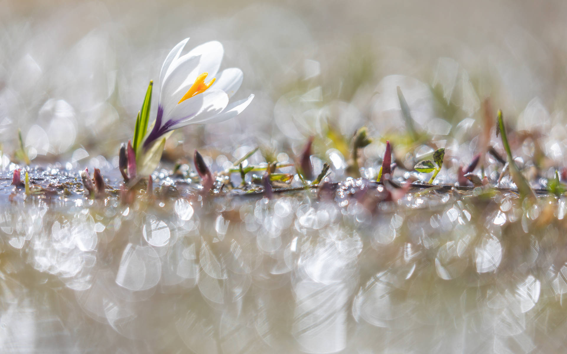 Printemps alpin