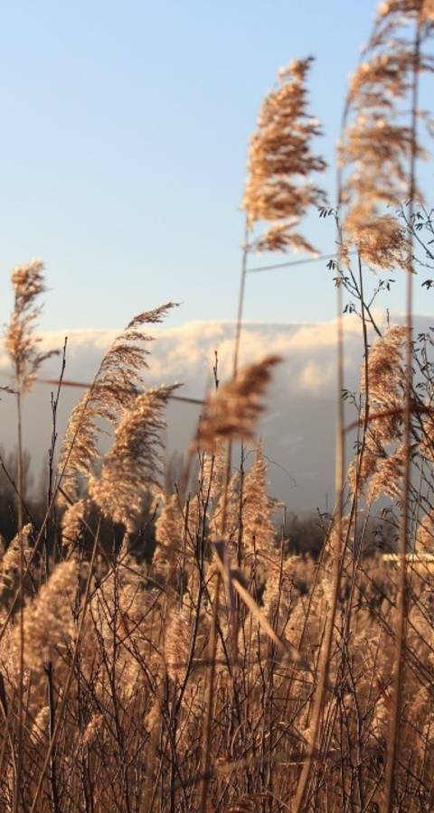 Marais