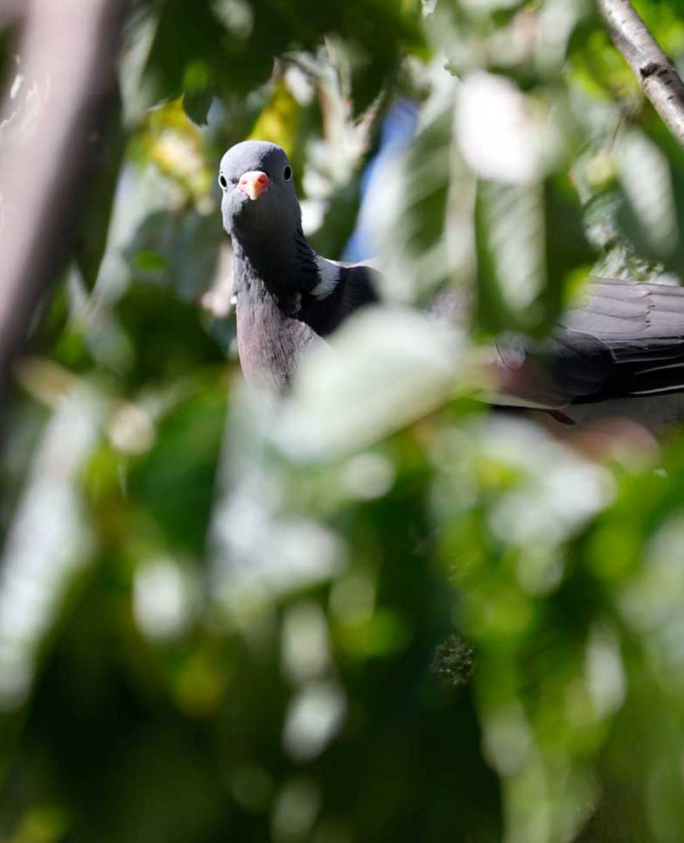 Un pigeon ramier se cache dans les branches d'un arbre