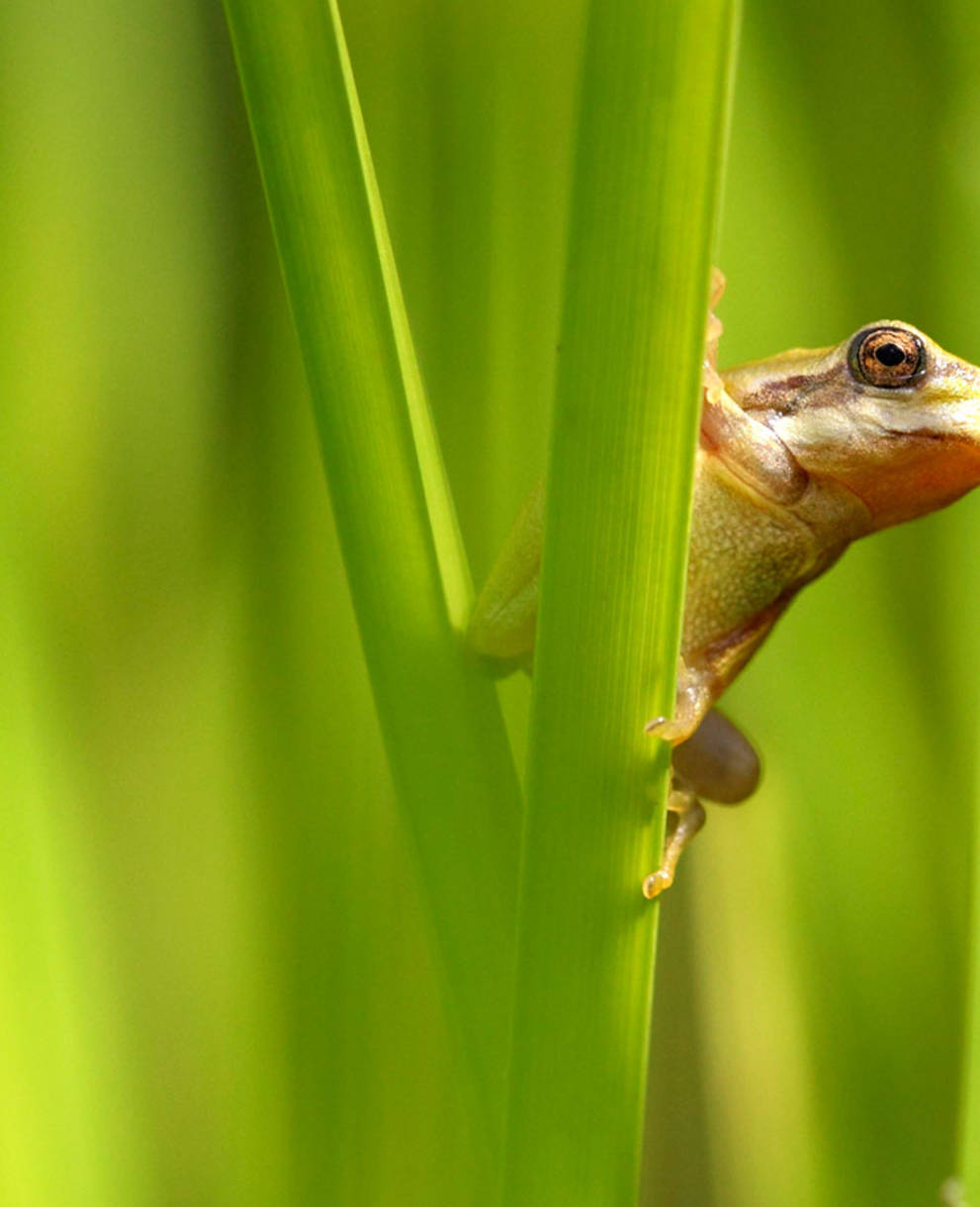 Grenouille dans l'herbe