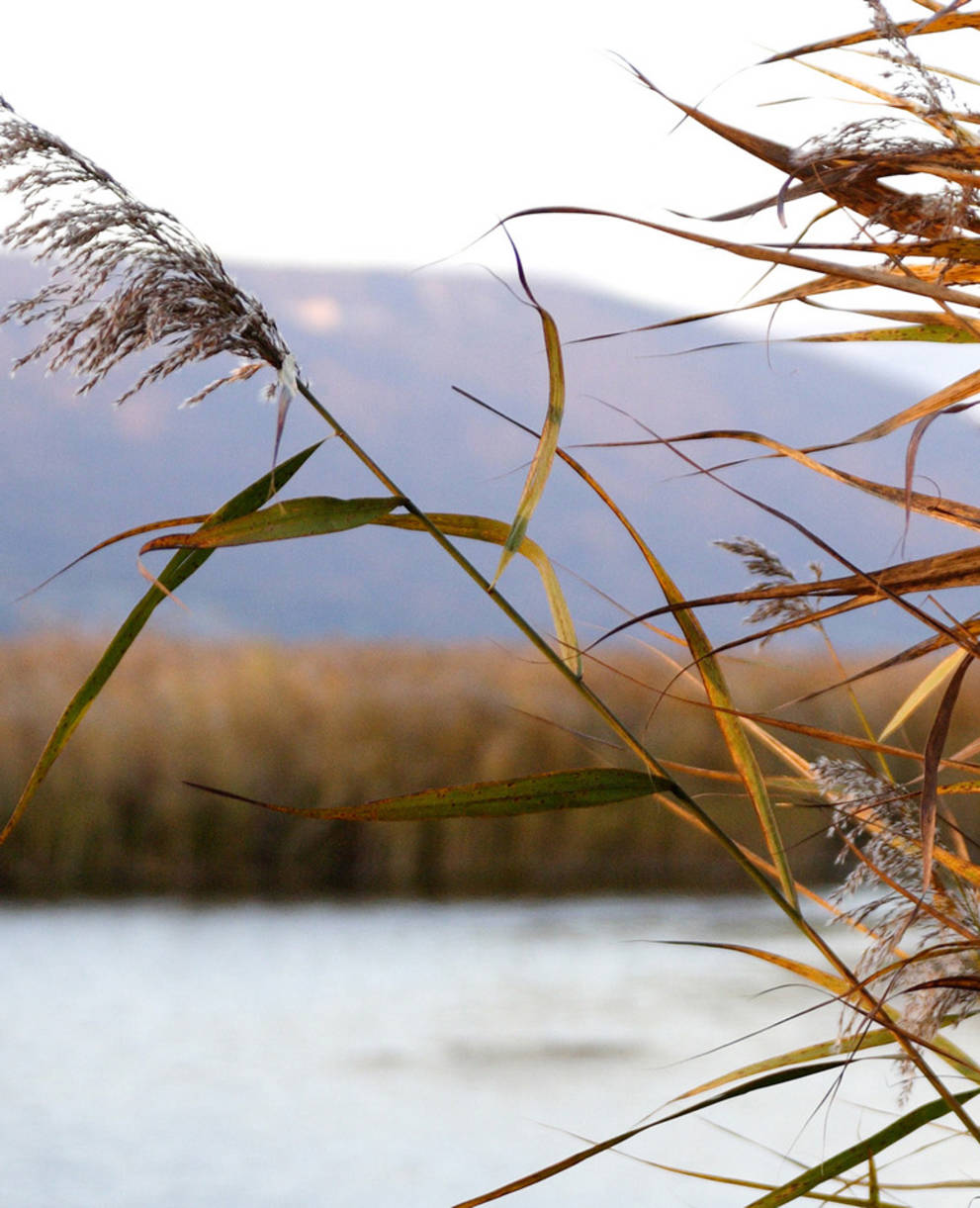 Bord du lac dans la réserve de la Grande Cariçaie