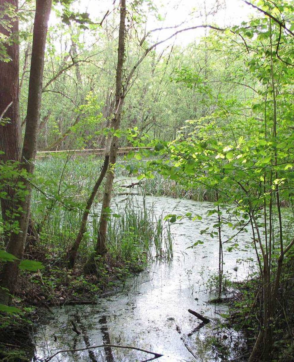 Etang forestier