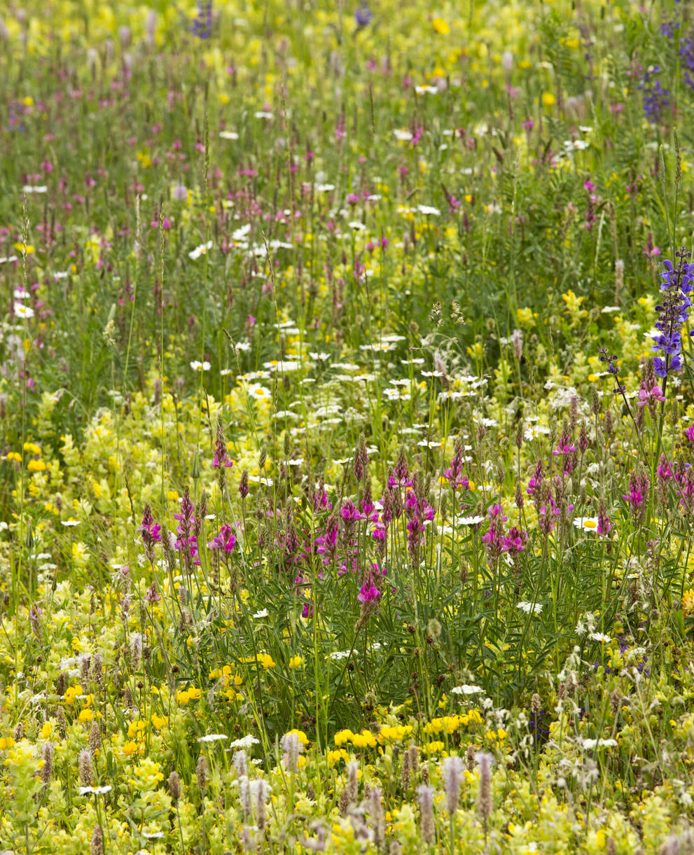 Prairie riche