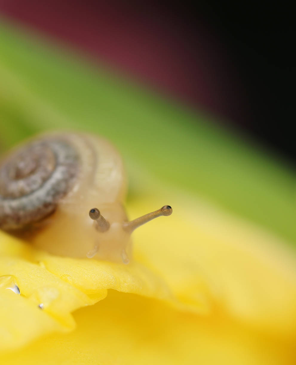 Escargot