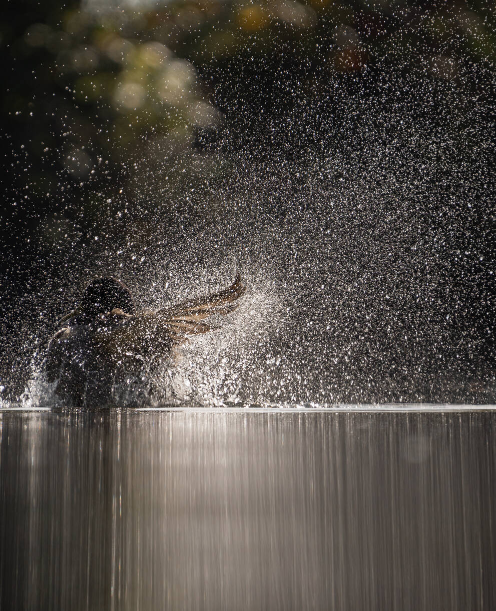 La danse du colvert