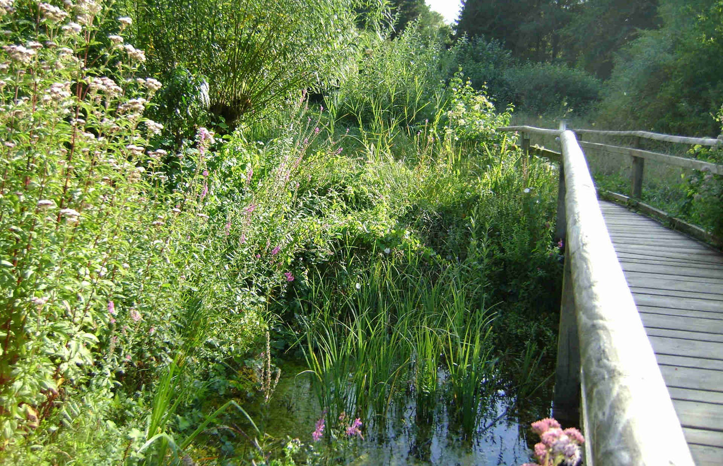 Holzweg in Naturschutzgebiet